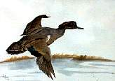 Greenwing Teal.jpg